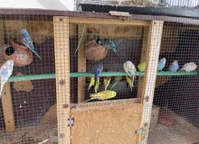 Birds available Birds available
