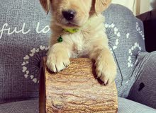 جراوي جولدن ريتريفر .. Golden Retriever puppies جراوي جولدن ريتريفر .. Golden Retriever puppies