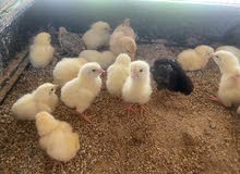 Chicks for Sale Chicks for Sale