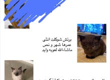قطاو صغار للبيع هملايا و برتش شورت هير شوكلت بيور قطاو صغار للبيع هملايا و برتش شورت هير شوكلت بيور