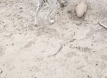 chein de chasse pointer chein de chasse pointer