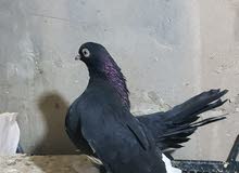 حمام زينه حمام زينه