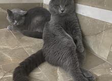 Scottish fold male 1 year 2 month Scottish fold male 1 year 2 month