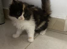 mix Persian with chinchilla mix Persian with chinchilla