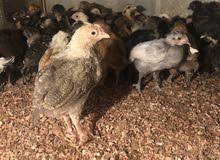 للبيع دجاج بحريني. للبيع دجاج بحريني.