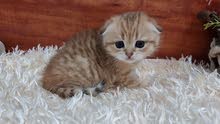 4000-20000dhs per kitten, various qualities maine coon,munchkin and scottish 4000-20000dhs per kitten, various qualities maine coon,munchkin and scottish