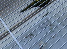 sun conure female with dna 9 months old sun conure female with dna 9 months old