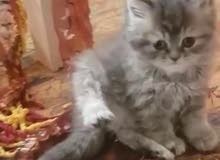 شيرازي شيرازي