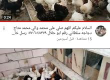السلام عليكم قناة يوتيوب السلام عليكم قناة يوتيوب