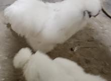 متوفر زوج سلكي فول متوفر زوج سلكي فول