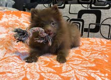 Pomeranian puppy Pomeranian puppy