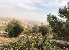 مزرعه في جرش / عنيبه مرتفعه مزروعه ومسلسله بالكامل مزرعه في جرش / عنيبه مرتفعه مزروعه ومسلسله بالكامل