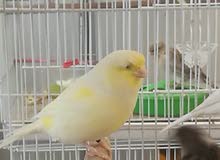 طيره جالستر موزايك اصفر منتجه طيره جالستر موزايك اصفر منتجه