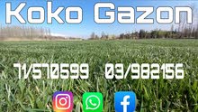 Koko Gazon Koko Gazon