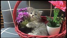 cute pure persian kitten boy 2 month old cute pure persian kitten boy 2 month old