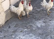 دجاج وديج عرب ابيض دجاج وديج عرب ابيض