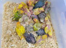 love bird smoll love bird smoll
