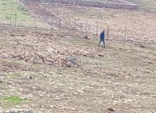 Mixed Use Land for Sale in Nablus Asira Ash-Shamaliya