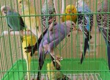 طيور حب للبيع طيور حب للبيع