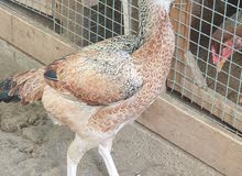 For sale beautiful Pakistani hen للبيع دجاجة باكستانية For sale beautiful Pakistani hen للبيع دجاجة باكستانية
