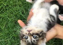 قطه صغيره قطه صغيره