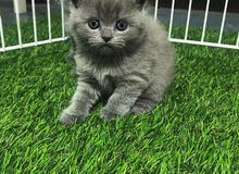 British Shorthair kitten for sale British Shorthair kitten for sale
