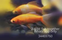 gold fish gold fish