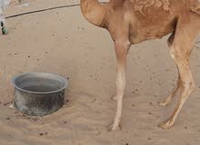 قعود حوار قعود حوار