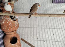 Zebra finches - Healthy and ready for breeding