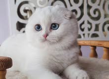 Scottish fold blue eye kitten male and female