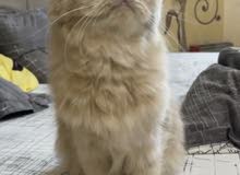 ‏قطو أنثى الشيرازي بيرو ‏جميل جدا و ‏قطوة ذكر شيرازي بيور جميل جدا