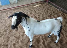 Male Goat Male Goat