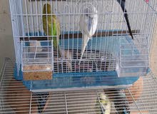 Love Bird Pair Love Bird Pair