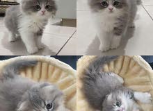 cat for sale :قطط للبيع cat for sale :قطط للبيع