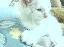 قطة شيرازية للبيع العمر شهرين