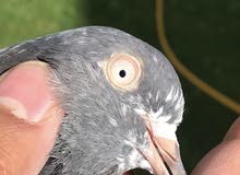 Pakistani Pigeon Pakistani Pigeon