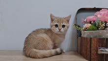 8000dhs fixed price golden ny11 girl with pedigree 8000dhs fixed price golden ny11 girl with pedigree