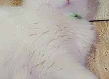 قطط شيرازي للبيع في صحة جيدة فاكسيني العمر تسعة اشهر