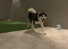 كلب هاسكي للبيع كلب هاسكي للبيع