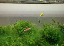 Glass Aquarium with Quality Accessories for Sale Glass Aquarium with Quality Accessories for Sale