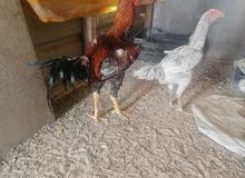 دجاجه وديج دجاجه وديج