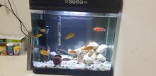 Full Set Aquarium with Fishes Full Set Aquarium with Fishes