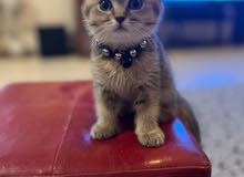 SCOTTISH FOLD KITTEN