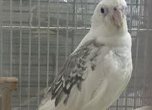 White female cockatiel for sale White female cockatiel for sale