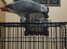 African gray parrot African gray parrot