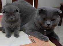 cat for marriage قط للتزاوج cat for marriage قط للتزاوج