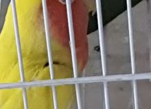 طيور غندور نكليزي للبيع طيور غندور نكليزي للبيع