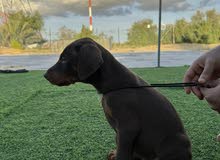 Doberman Puppy available 40 days 3 male 3 female