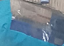 جرى سنجر المغرد الافريقي