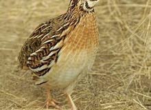 سمان للبيع سمان للبيع